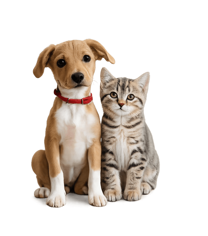 Cachorro e gato
